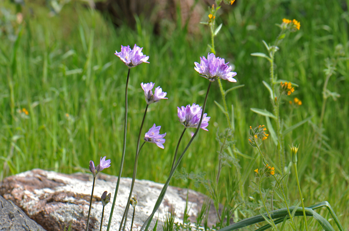 Bluedick is a native, perennial member of the Lily family that grows up to 2 feet or more. Flowering stems are leafless scapes. Dichelostemma capitatum Bluedick is a native, perennial member of the Lily family that grows up to 2 feet or more. Flowering stems are leafless scapes. Dichelostemma capitatum